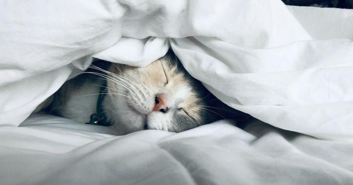 The 3:00 AM Awakening: Why Your Nervous System Surges in the Quiet of Night