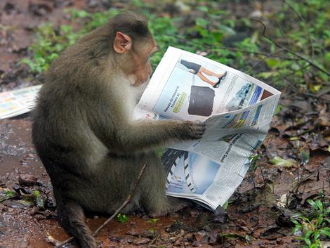 Monkeys Identify Specific Combinations of Letters in Words