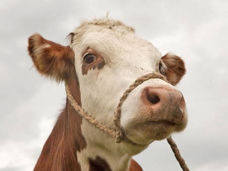 Scientists Create GM Cow to Cut Milk Allergies in Children